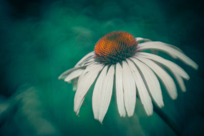 Close-up of white flower