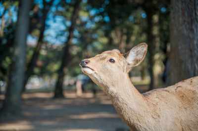 Close-up of deer in forest