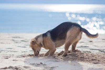 Cute dog on beach