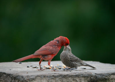 Close-up of cardinals
