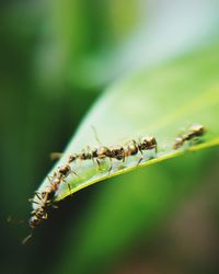 Close-up of insect on leaf