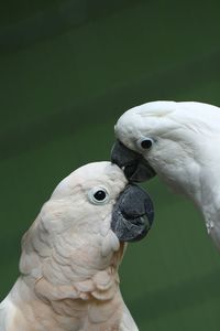 Close-up of white umbrella cockatoos