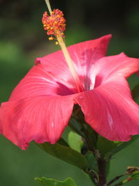 Close-up of pink flower