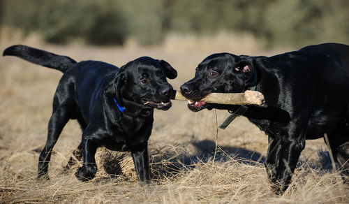 Close-up of black labradors carrying stick in mouth while standing on grassy field