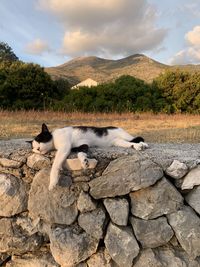 View of animal on rock against sky