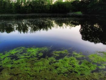 Scenic view of lake in forest