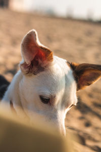 Close-up of a dog