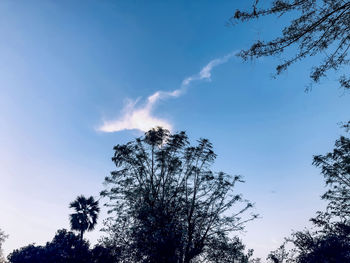 Low angle view of silhouette tree against sky