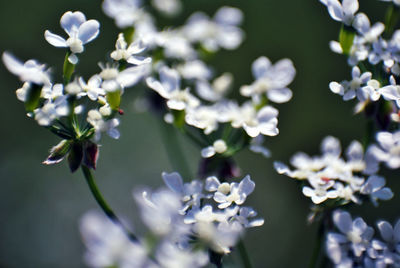 Close-up of white flowering plant