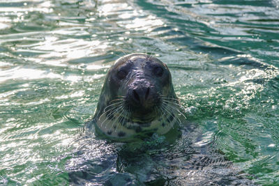 High angle portrait of turtle swimming in water