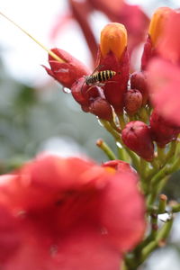 Close-up of honey bee on pink flower