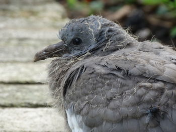 Close-up of a bird looking away