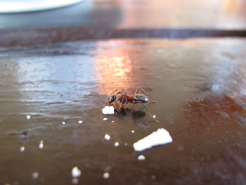 Close-up of crab in water