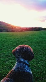 Dog on field during sunset