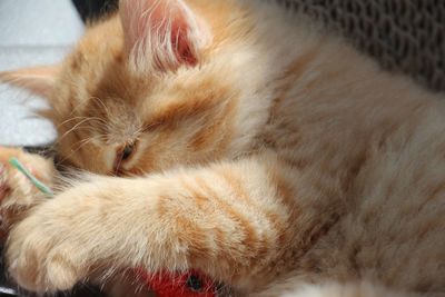 Close-up of cat sleeping