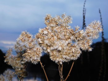 Close-up of frozen flowering plant against sky