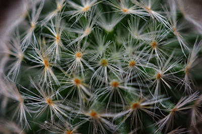 Full frame shot of succulent plant