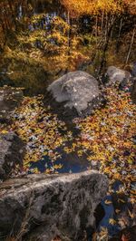 High angle view of stream amidst trees during autumn