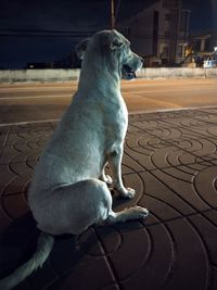 Cropped hand of woman with dog