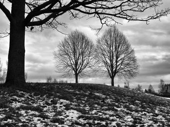 Bare trees on field