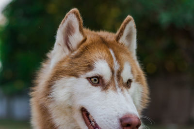 Portrait of siberian husky.brown siberian husky on nature in the autumn park on a background. 