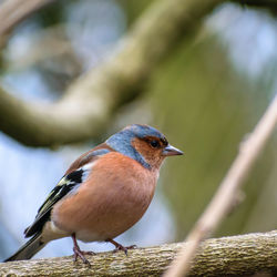 Close-up of bird perching outdoors