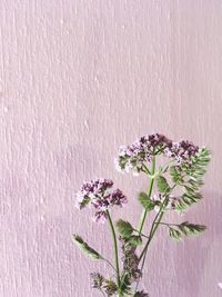 Close-up of purple flowers blooming outdoors