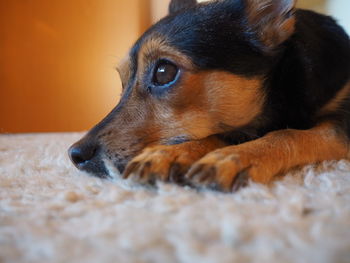 Close-up of dog on a carpet looking away