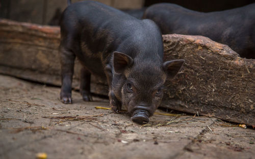 Curious little piglet on a farm looking at the camera