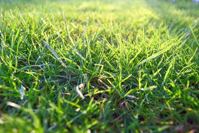 Close-up of grassy field
