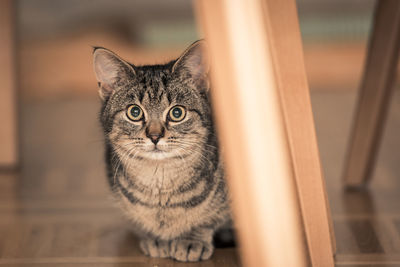 Close-up portrait of tabby cat