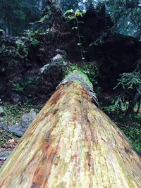 Low angle view of tree trunk in forest
