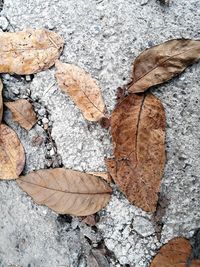 Close-up of fallen autumn leaf