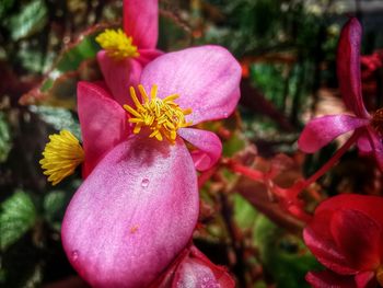 Close-up of pink flowering plant