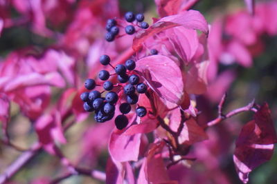 Close-up of fresh pink cherry blossoms