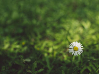 Close-up of white flowering plant on field