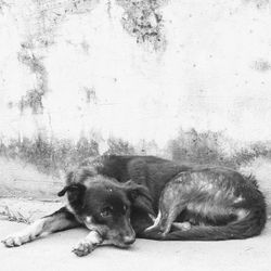 Portrait of a dog resting