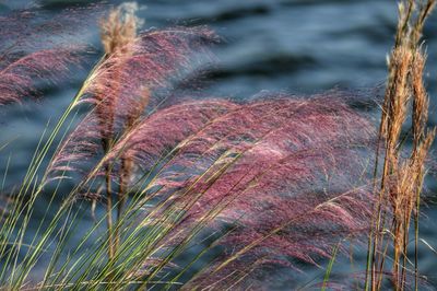 Close-up of plant against blurred background