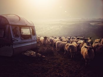 Flock of sheep on land against sky