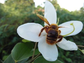 Close-up of bee pollinating on white flower