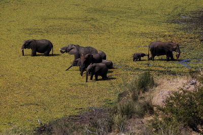 Horses grazing in field