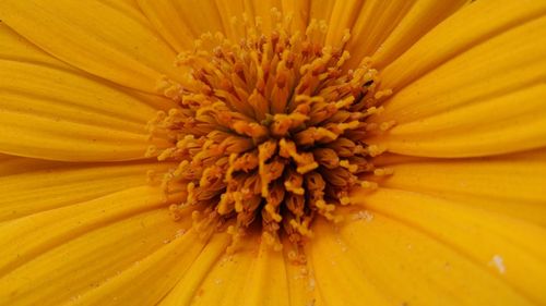 Full frame shot of yellow flower