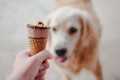 Cropped hand of person holding ice cream cone with dog in background