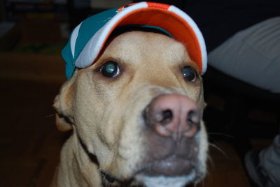 Close-up portrait of dog