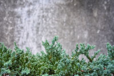 Close-up of pine tree during winter