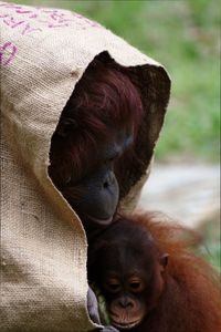 Close-up of donkey outdoors