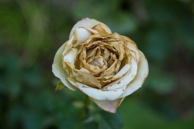 Close-up of wilted rose