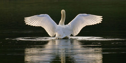 Swans in a lake