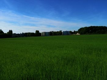 Scenic view of agricultural field against blue sky