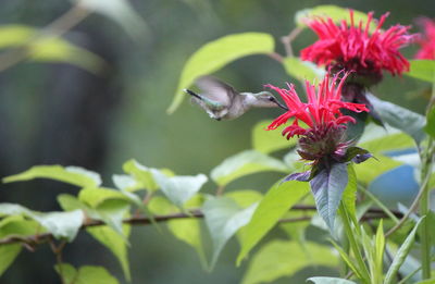 Close-up of hummingbird  on flower